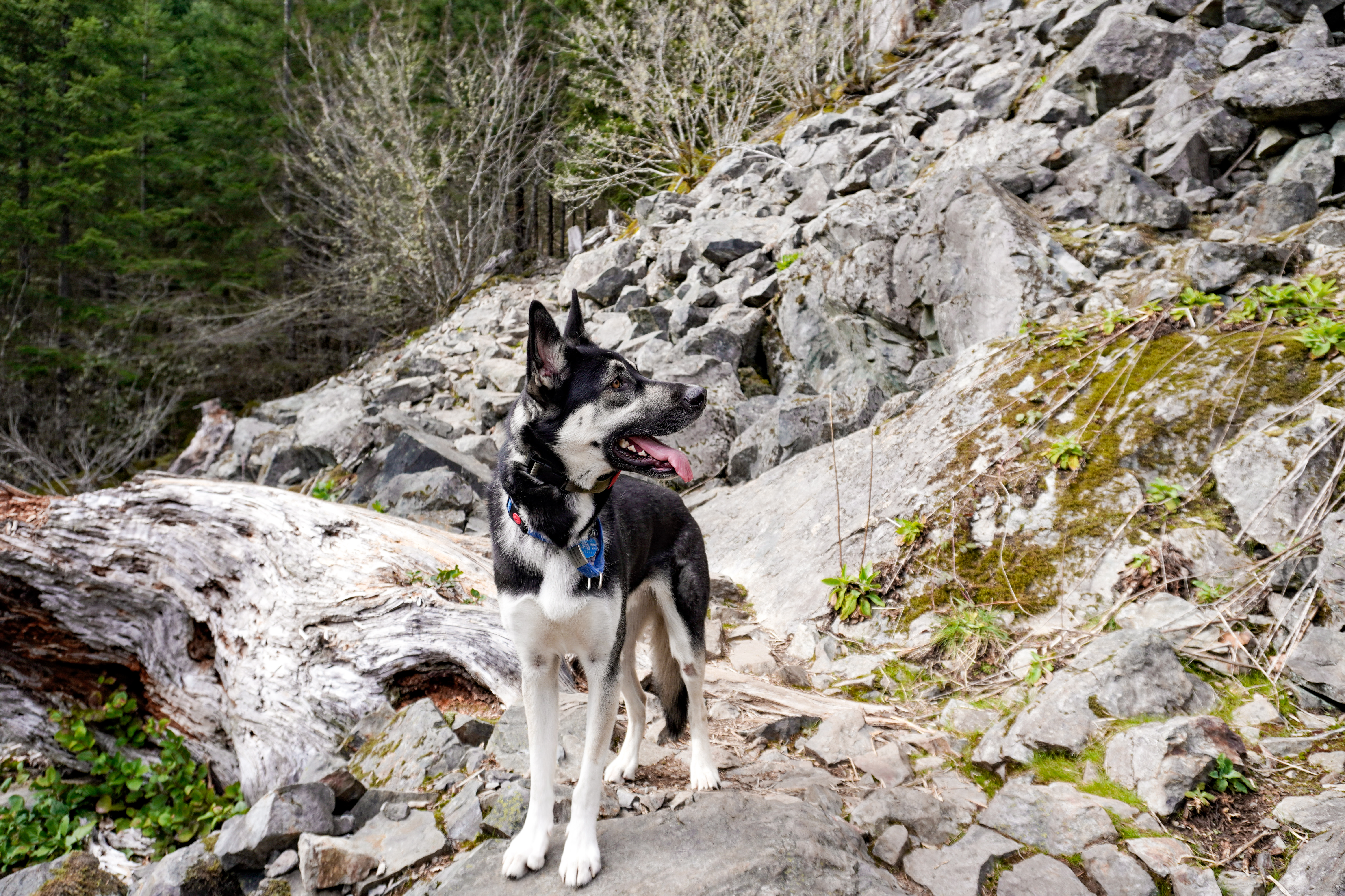 Nico, German shepherd and husky mix