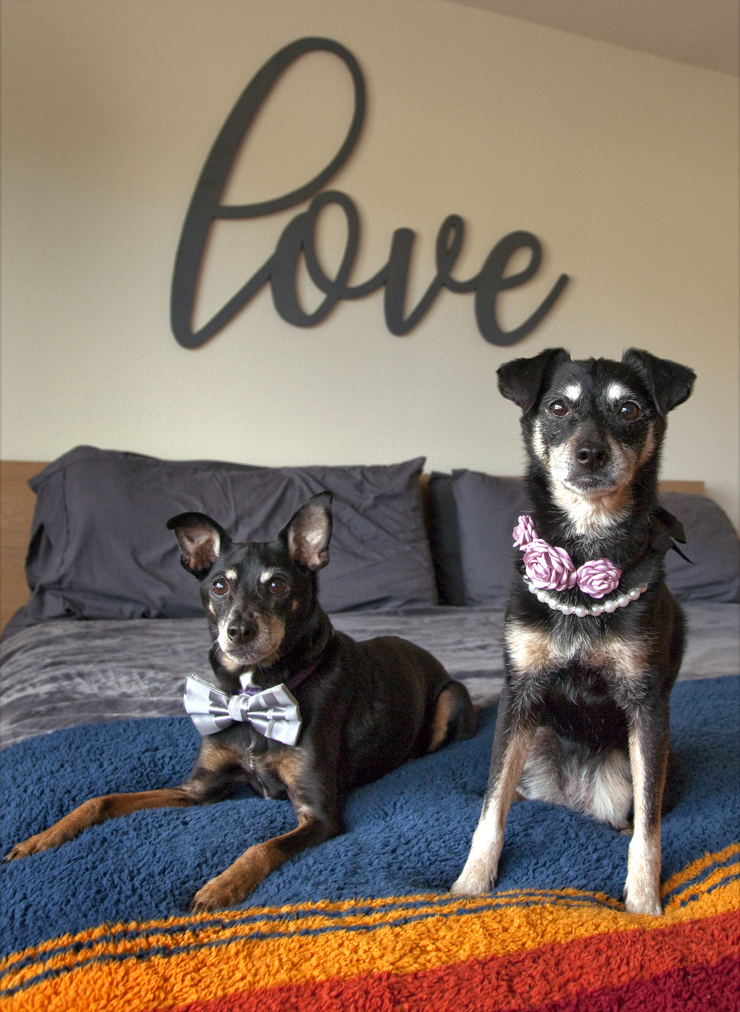 Our miniature pinscher mixes