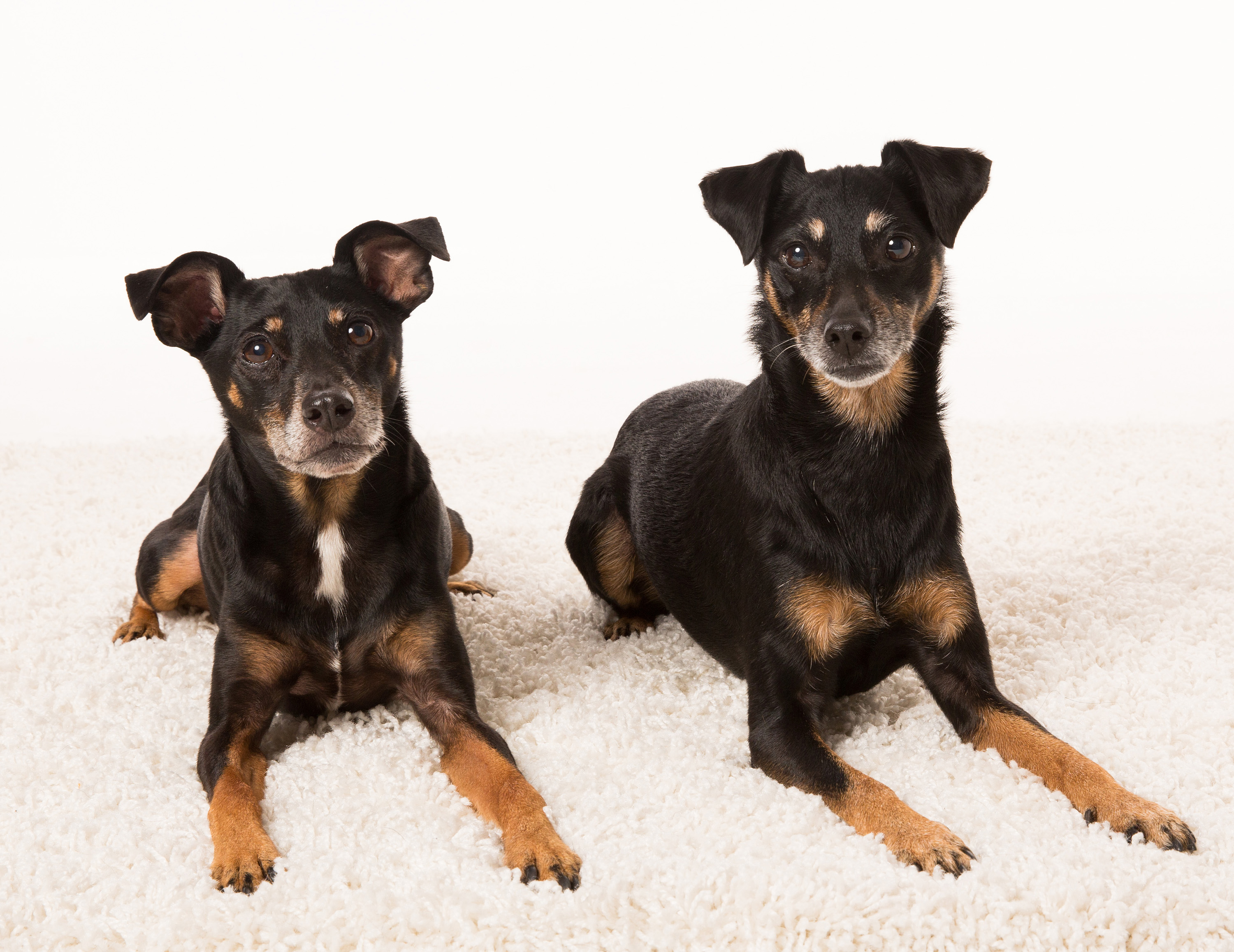 Our miniature pinscher mixes at Green Lake