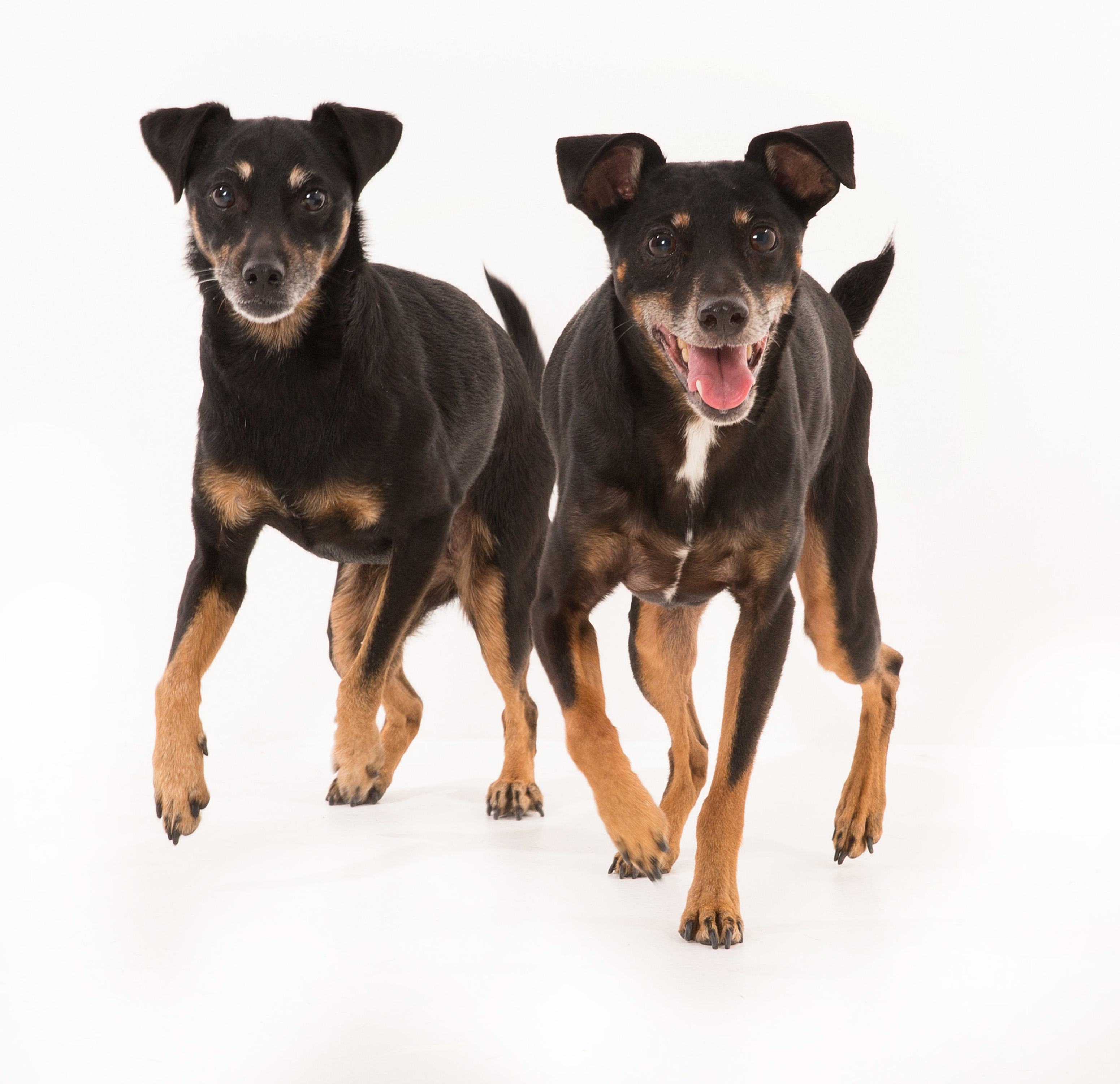 Our miniature pinscher mixes at Green Lake