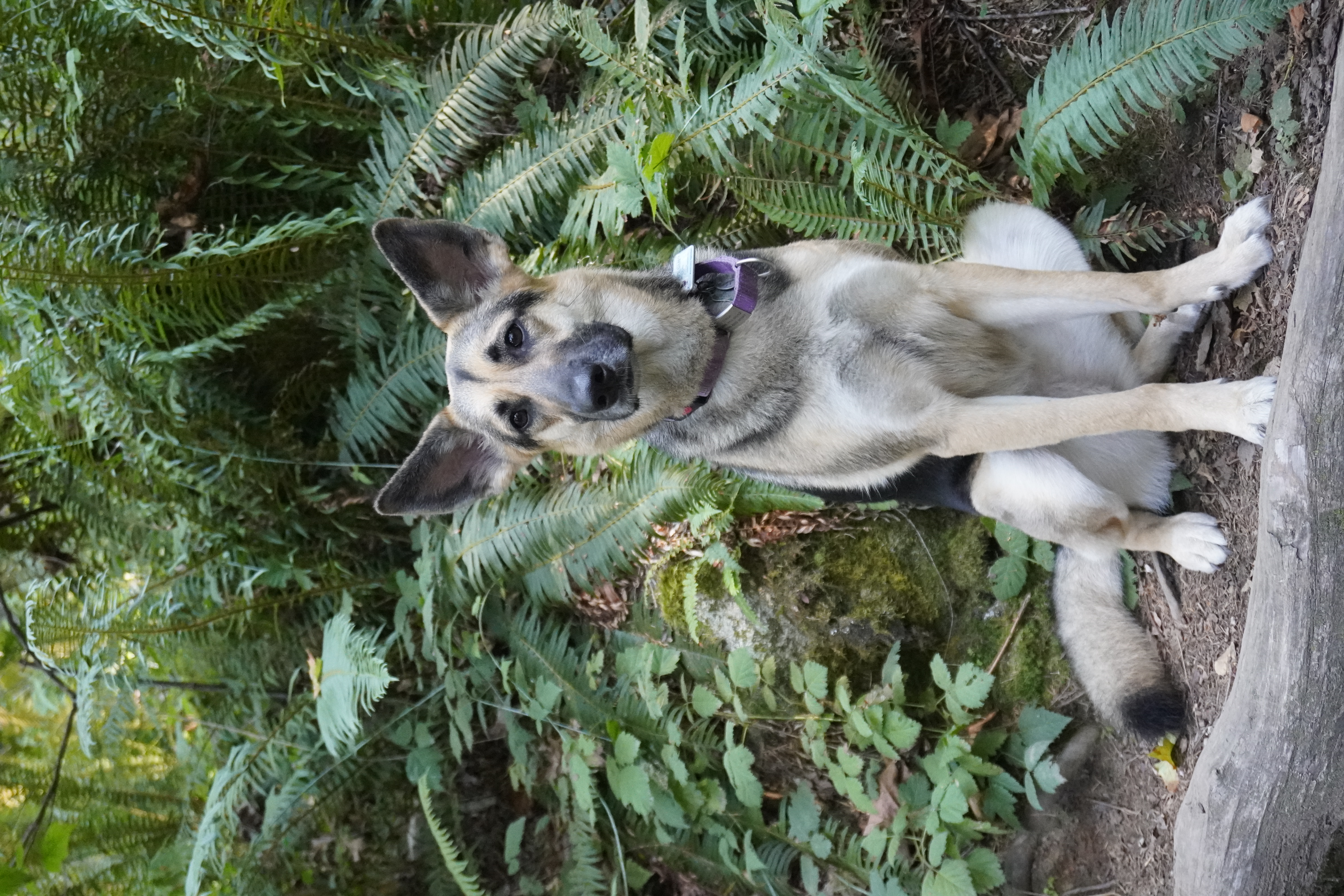 Thea, German shepherd and husky mix